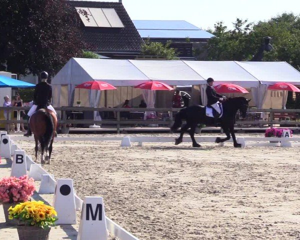 Looper Holzer Dressurfestival 2024