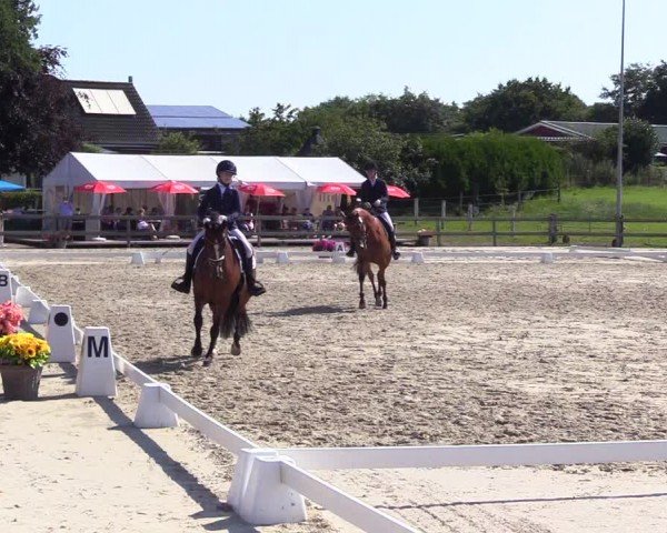 Looper Holzer Dressurfestival 2024