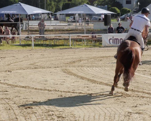 Reitturnier Heiligenwald 2024