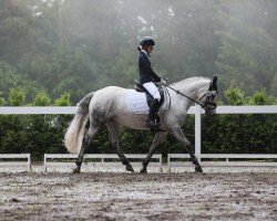dressage horse Lilo 75 (Pony without race description, 2016)