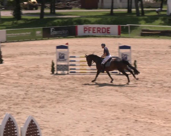Reitturnier Stadl-Paura 2024