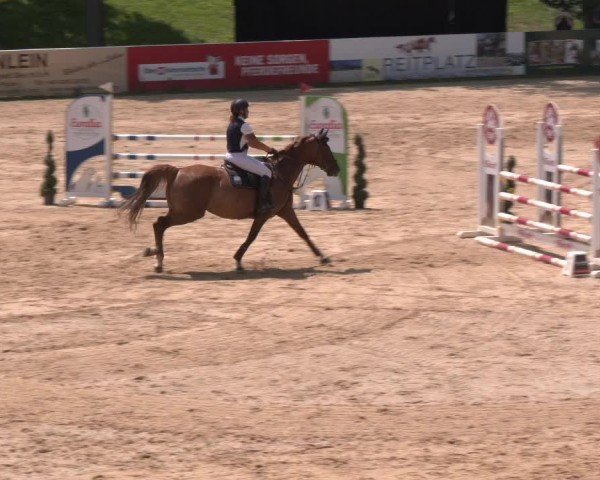 Reitturnier Stadl-Paura 2024