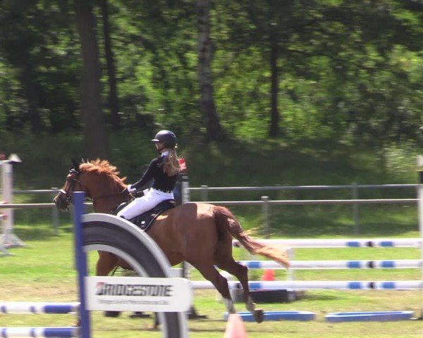 Reitturnier Gardelegen 2024