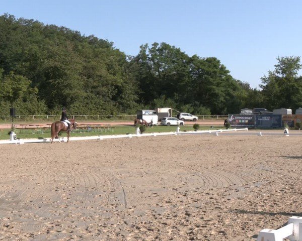 Reitturnier Heiligenwald 2024