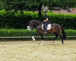 broodmare Very special Girl (Westphalian, 2021, from Valentino Rossi)