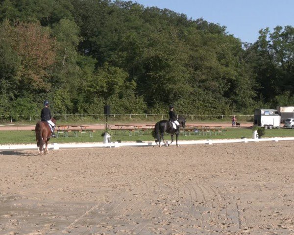 Reitturnier Heiligenwald 2024