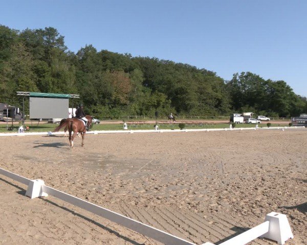 Reitturnier Heiligenwald 2024
