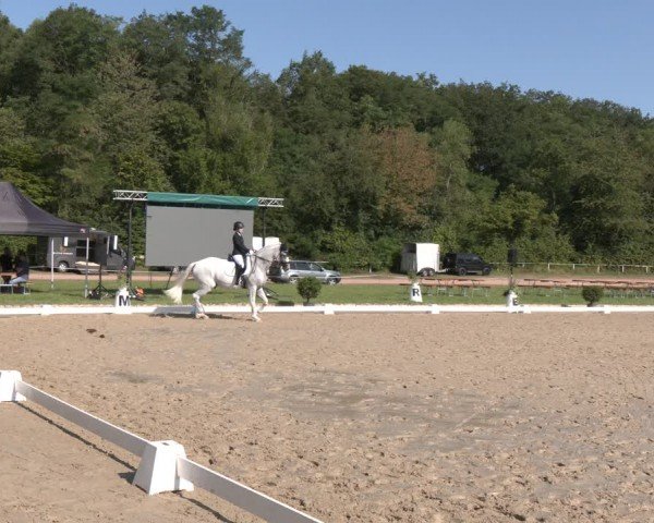 Reitturnier Heiligenwald 2024
