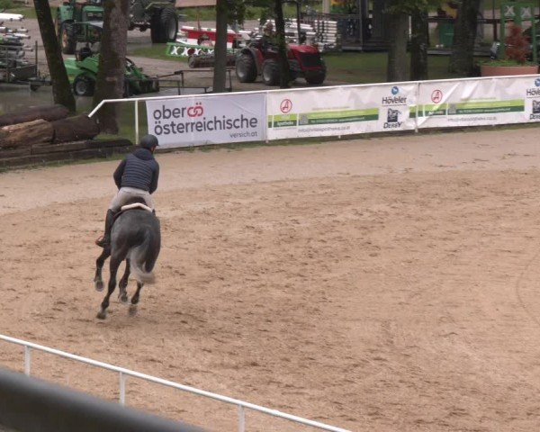Reitturnier Stadl-Paura 2024