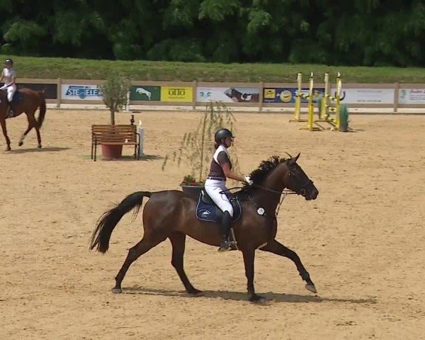 Reitturnier Tiefenhof/Opf. 2024