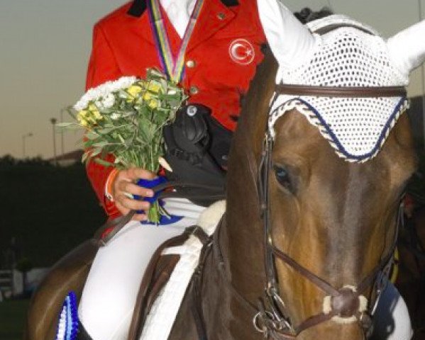 horse Trendy B (KWPN (Royal Dutch Sporthorse), 2000, from Jumbo-Jet)