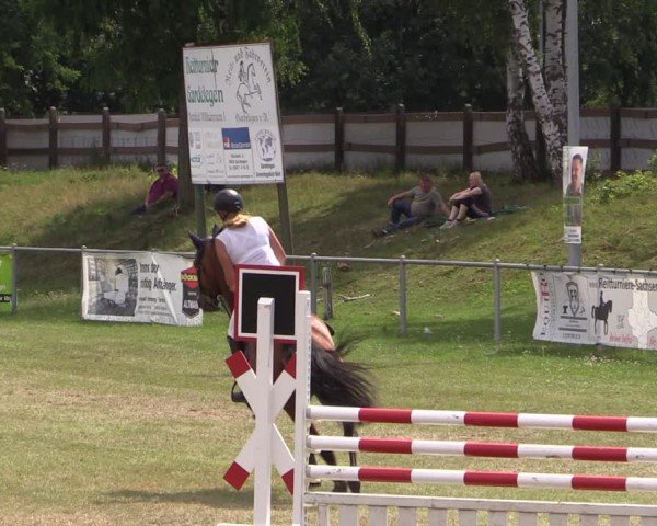 Reitturnier Gardelegen 2024