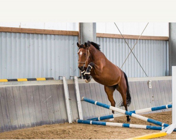 horse Belle Elise (Westphalian, 2015, from Bodyguard 49)