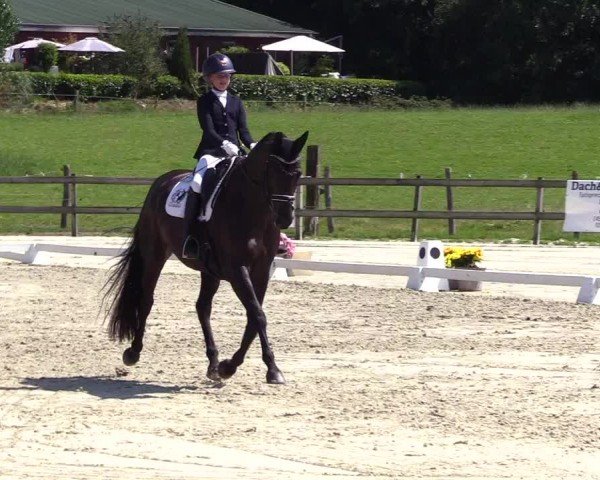 Looper Holzer Dressurfestival 2024