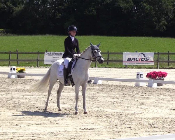 Looper Holzer Dressurfestival 2024