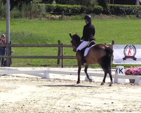 Looper Holzer Dressurfestival 2024