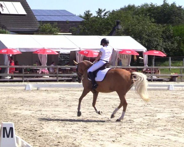 Looper Holzer Dressurfestival 2024