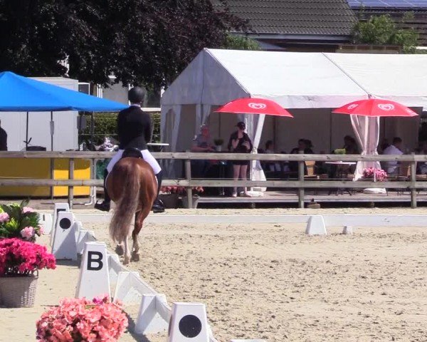 Looper Holzer Dressurfestival 2024