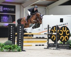 broodmare Catniss Four C (Holsteiner, 2018, from Catover)
