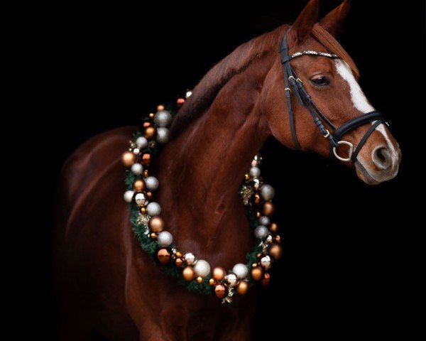 jumper Gold Zora (Trakehner, 2010, from Perechlest)