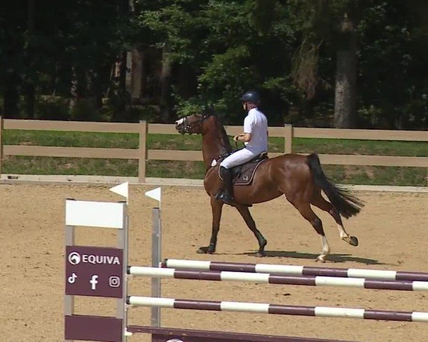 Reitturnier Tiefenhof/Opf. 2024