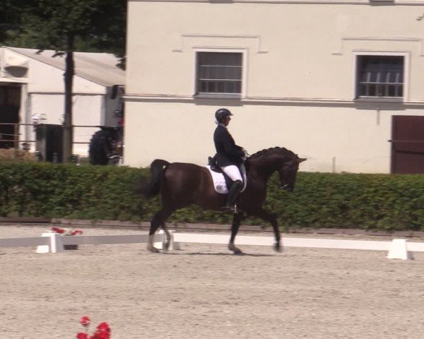 Reitturnier Neustadt/Dosse 2024
