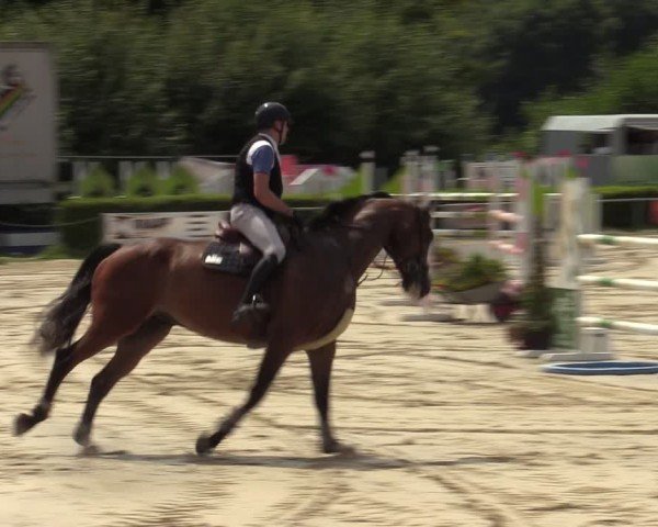 Reitturnier Weiswampach  2024