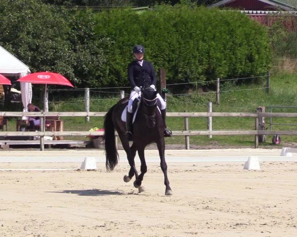 Looper Holzer Dressurfestival 2024