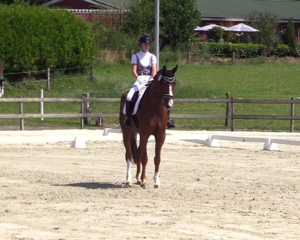 Looper Holzer Dressurfestival 2024
