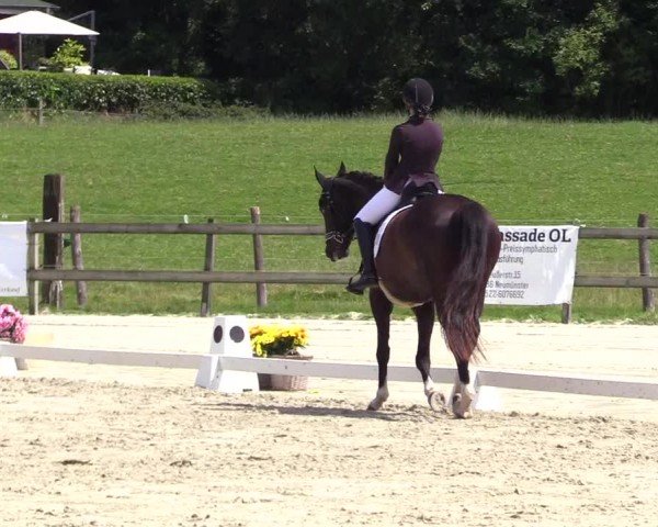 Looper Holzer Dressurfestival 2024