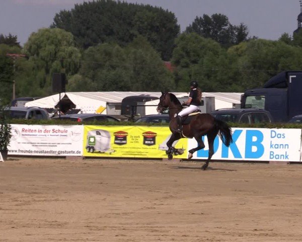 Reitturnier Neustadt/Dosse 2024