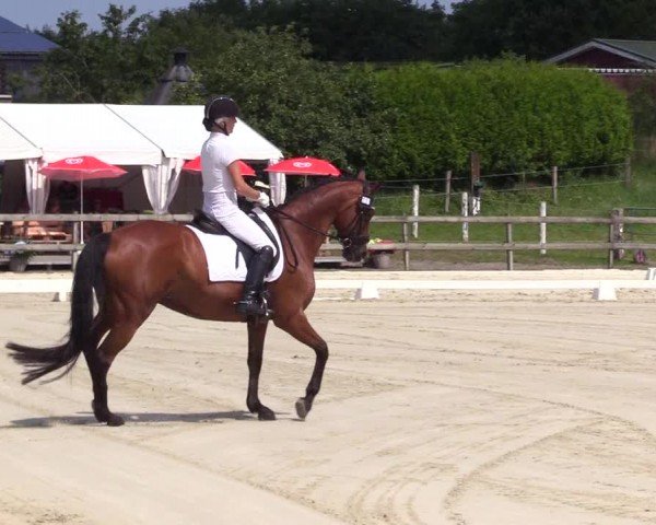 Looper Holzer Dressurfestival 2024