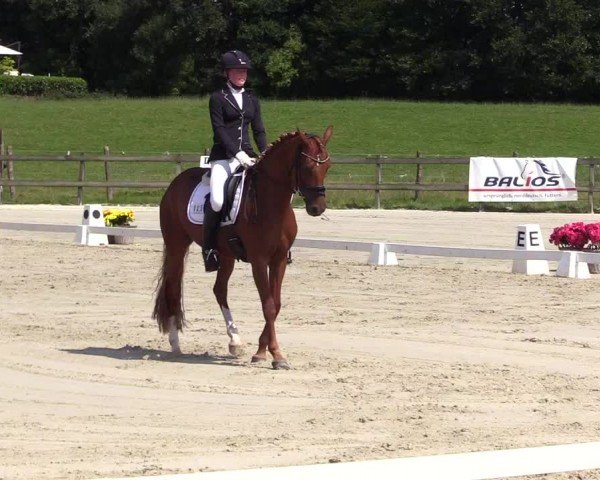 Looper Holzer Dressurfestival 2024