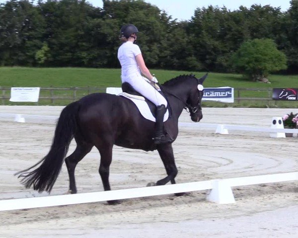 Looper Holzer Dressurfestival 2024