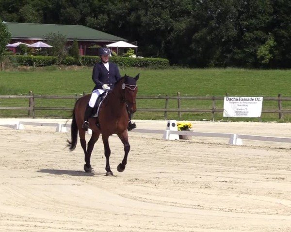 Looper Holzer Dressurfestival 2024