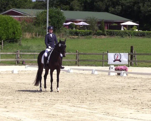 Looper Holzer Dressurfestival 2024