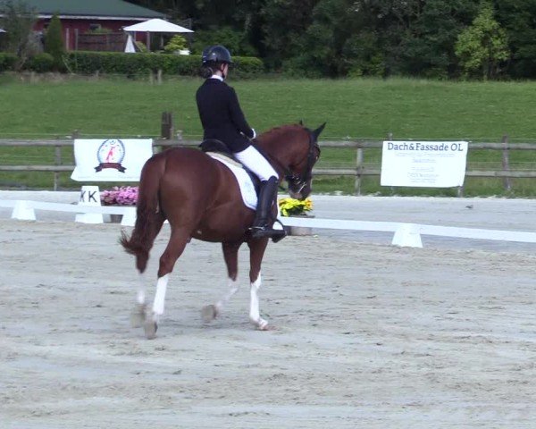 Looper Holzer Dressurfestival 2024