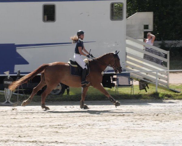 Reitturnier Heiligenwald 2024
