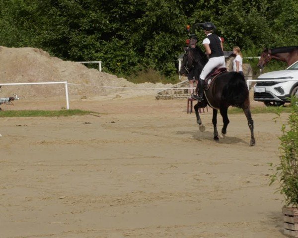 Reitturnier Heiligenwald 2024