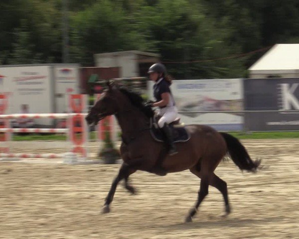 Reitturnier Weiswampach  2024
