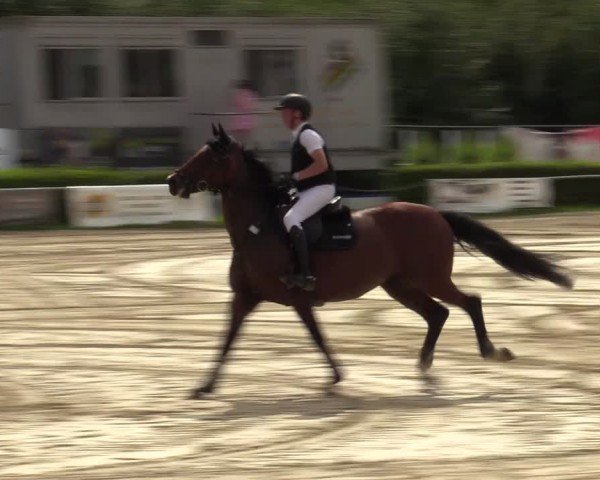 Reitturnier Weiswampach 2024