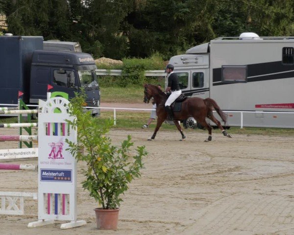 Reitturnier Heiligenwald 2024