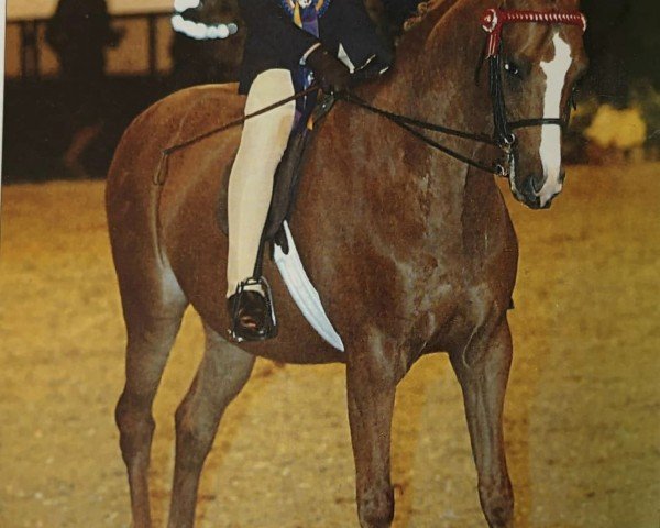 horse Beckside Touch Of Gold (New Forest Pony, 1994, from Lechlade Quince)