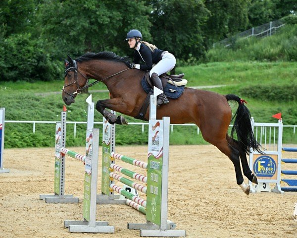 jumper Try to catch me K (German Sport Horse, 2019, from Catch)