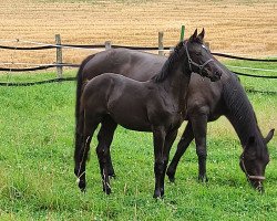 Pferd Stute von Dembelé L / Christiano (Westfale, 2021, von Dembelé L)