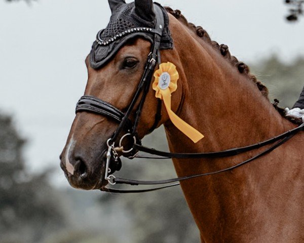 dressage horse Amazing Grace S (Rhinelander, 2015, from All At Once)