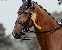 dressage horse Amazing Grace S (Rhinelander, 2015, from All At Once)