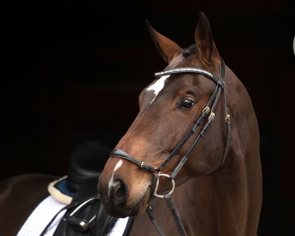 dressage horse Flambeau (Trakehner, 2016, from Kentucky)