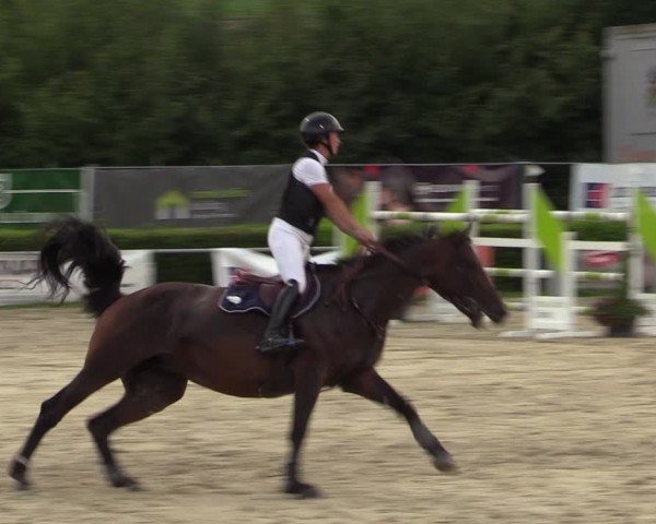 Reitturnier Weiswampach  2024