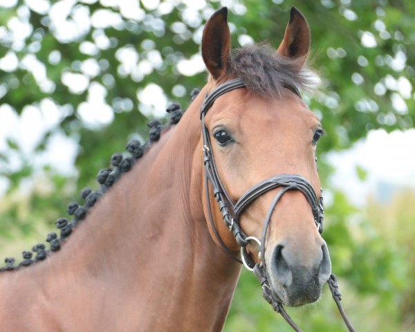 Springpferd Crista 6 (Westfale, 2019, von Congress)
